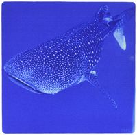 3dRose Whale Shark, Not Dangerous Since It is A Filter Feeder Bonaire, Netherlands Antilles, Mouse Pad