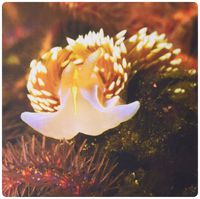 3dRose LLC 8 x 8 x 0.25 Inches Horned Nudibranch Head-On View Catalina Island, California Pattern Mouse Pad (mp_45885_1)